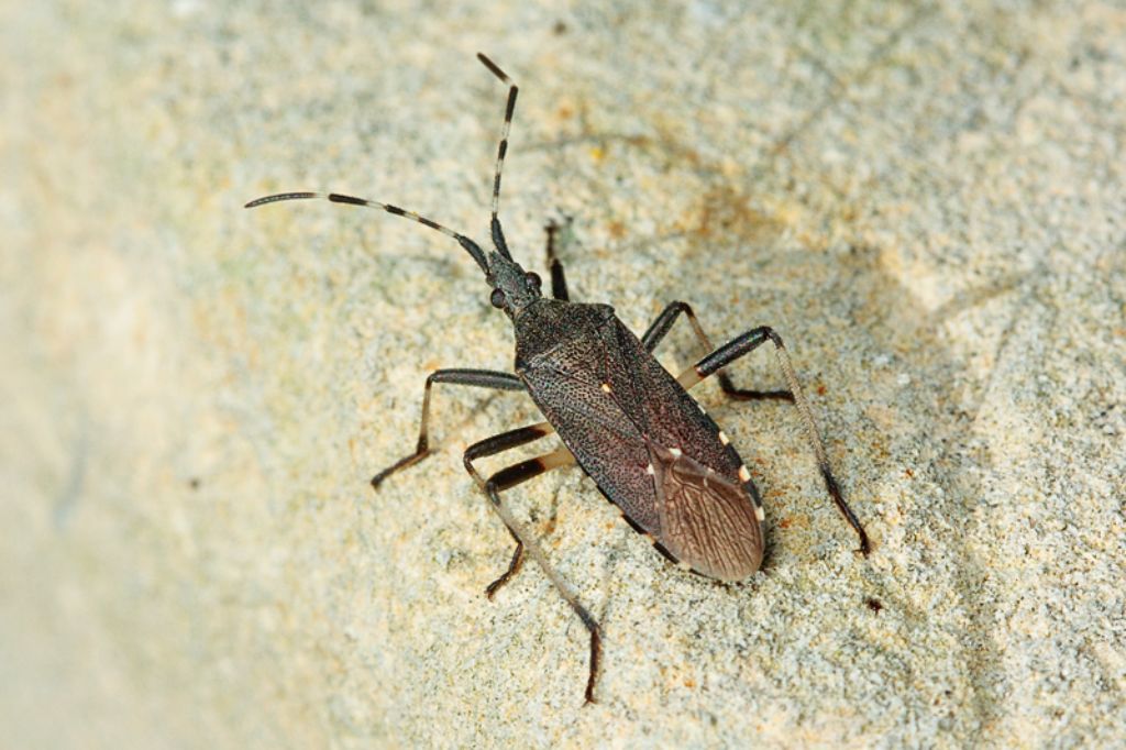 Da identificare
